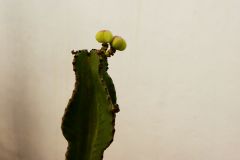 Kaktus