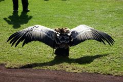 Vogelschau