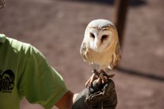 Vogelschau