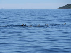 Pinguine