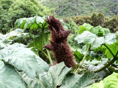 Planque