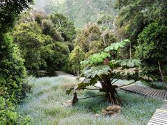 Palzoleta El Yunque