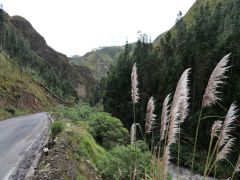 Vía Flores
