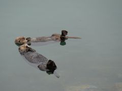 Seeotter