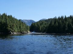 Nettle Basin