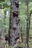 Baum beim Sylvan Campsite