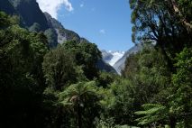 Fox Glacier