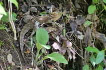 Tuatara