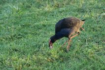 Pukeko