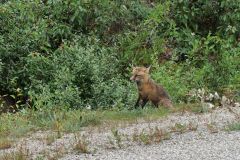 Cassair Hwy Fuchs