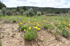 Norden New Mexico
