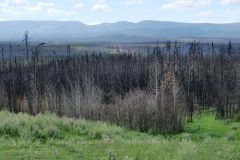 Alaska Hwy