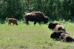 Bison