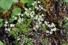 North Klondike Trail
