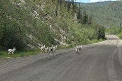 Dempster Hwy