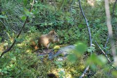 Eichhörnchen